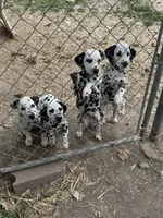 B, a male Dalmatian for sale in Saybrook, IL – 8 of 8