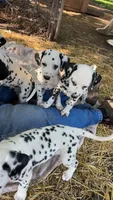 C, a male Dalmatian for sale in Saybrook, IL – 2 of 8