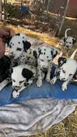 D, a male Dalmatian for sale in Saybrook, IL – 3 of 9