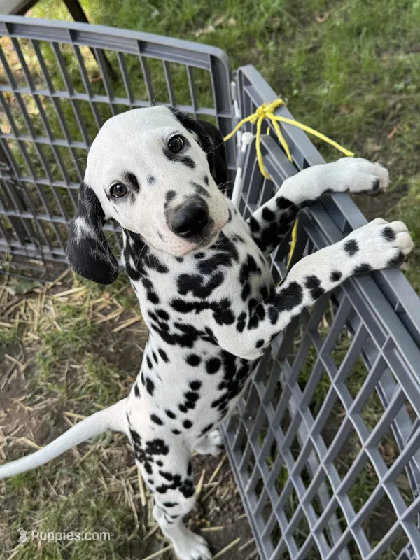 B – Dalmatian puppy for sale in Saybrook, IL