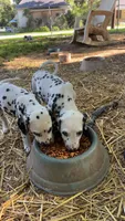C, a male Dalmatian for sale in Saybrook, IL – 3 of 8