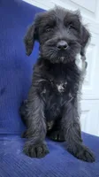 Ozzie, a male Giant Schnauzer for sale in Hiram, GA – 6 of 6