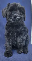 Bear, a female Giant Schnauzer for sale in Hiram, GA – 5 of 5