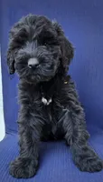 Junie, a male Giant Schnauzer for sale in Hiram, GA – 7 of 7