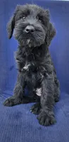 Ozzie, a male Giant Schnauzer for sale in Hiram, GA – 2 of 6