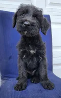 Ozzie, a male Giant Schnauzer for sale in Hiram, GA – 5 of 6