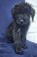 Bitsy, a female Giant Schnauzer for sale in Hiram, GA – 4 of 5