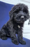 Junie, a male Giant Schnauzer for sale in Hiram, GA – 5 of 7