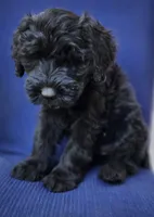 Junie, a male Giant Schnauzer for sale in Hiram, GA – 2 of 7
