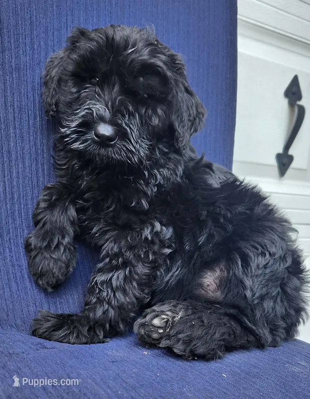 Bear – Giant Schnauzer puppy for sale in Hiram, GA