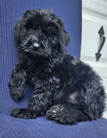 Bear, a female Giant Schnauzer for sale in Hiram, GA – 1 of 5