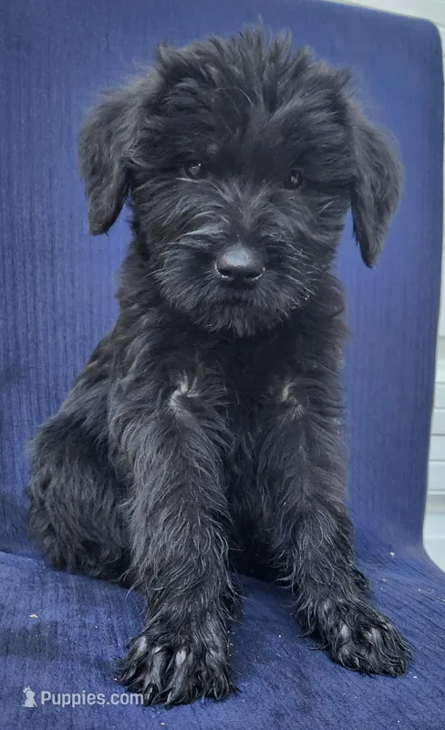 Bitsy – Giant Schnauzer puppy for sale in Hiram, GA