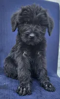 Bitsy, a female Giant Schnauzer for sale in Hiram, GA – 1 of 5