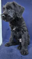 Ozzie, a male Giant Schnauzer for sale in Hiram, GA – 3 of 6