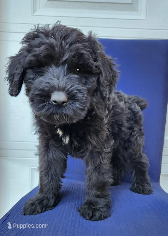 Junie – Giant Schnauzer puppy for sale in Hiram, GA