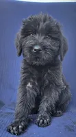 Bitsy, a female Giant Schnauzer for sale in Hiram, GA – 2 of 5