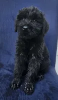 Bitsy, a female Giant Schnauzer for sale in Hiram, GA – 5 of 5