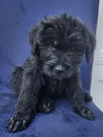 Bitsy, a female Giant Schnauzer for sale in Hiram, GA – 3 of 5