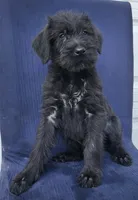 Sparx, a female Giant Schnauzer for sale in Hiram, GA – 3 of 6