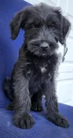 Ozzie, a male Giant Schnauzer for sale in Hiram, GA – 4 of 6
