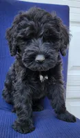 Junie, a male Giant Schnauzer for sale in Hiram, GA – 3 of 7