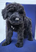 Junie, a male Giant Schnauzer for sale in Hiram, GA – 6 of 7