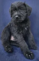 Sparx, a female Giant Schnauzer for sale in Hiram, GA – 2 of 6