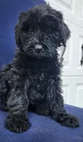 Bear, a female Giant Schnauzer for sale in Hiram, GA – 4 of 5