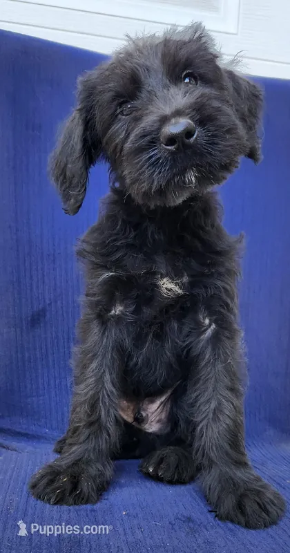 Ozzie – Giant Schnauzer puppy for sale in Hiram, GA