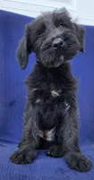 Ozzie, a male Giant Schnauzer for sale in Hiram, GA – 1 of 6