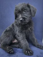 Sparx, a female Giant Schnauzer for sale in Hiram, GA – 4 of 6
