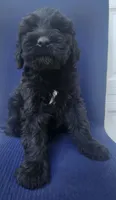 Junie, a male Giant Schnauzer for sale in Hiram, GA – 4 of 7