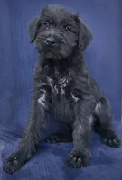 Sparx, a female Giant Schnauzer for sale in Hiram, GA – 5 of 6