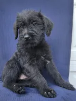 Sparx, a female Giant Schnauzer for sale in Hiram, GA – 6 of 6