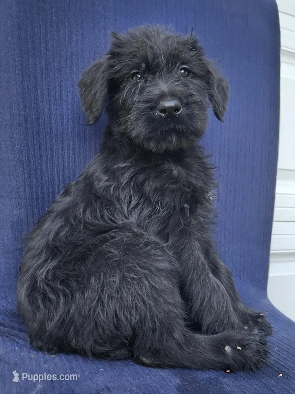 Sparx – Giant Schnauzer puppy for sale in Hiram, GA