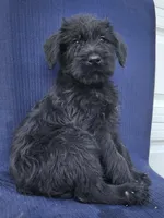 Sparx, a female Giant Schnauzer for sale in Hiram, GA – 1 of 6