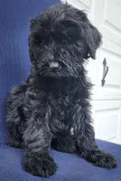 Bear, a female Giant Schnauzer for sale in Hiram, GA – 3 of 5