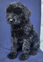 Bear, a female Giant Schnauzer for sale in Hiram, GA – 2 of 5