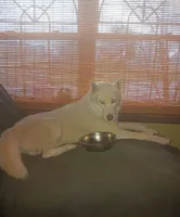 Bear, a male German Shepherd Dog and Alaskan Husky for sale in Union, MO – 5 of 5