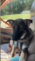Bear, a male German Shepherd Dog and Alaskan Husky for sale in Union, MO – 2 of 5