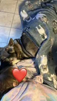 Bear, a male German Shepherd Dog and Alaskan Husky for sale in Union, MO – 3 of 5