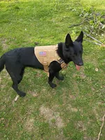 Bear, a male German Shepherd Dog and Alaskan Husky for sale in Union, MO – 4 of 5
