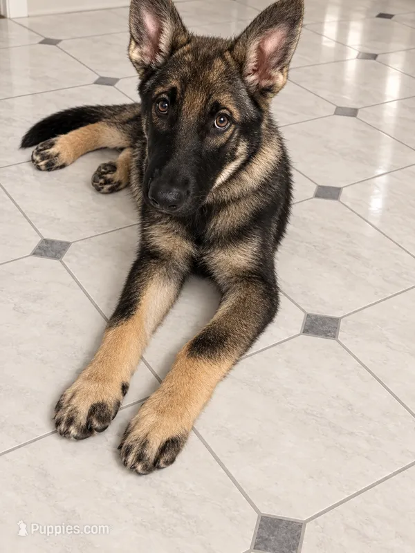 Bear – German Shepherd Dog, Alaskan Husky puppy for sale in Union, MO