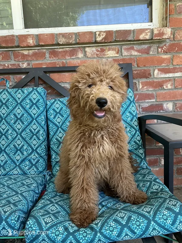 Update! Iris – Miniature Goldendoodle puppy for sale in Hurst, TX