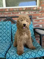 Update! Iris, a female Miniature Goldendoodle for sale in Hurst, TX – 1 of 8
