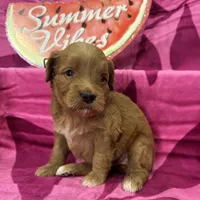 Poppy, a female Miniature Goldendoodle for sale in Hurst, TX – 1 of 4