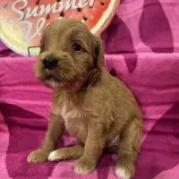 Poppy, a female Miniature Goldendoodle for sale in Hurst, TX – 4 of 4