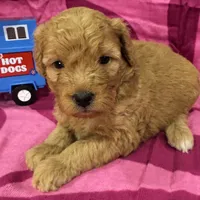 Daisy, a female Miniature Goldendoodle for sale in Hurst, TX – 1 of 4
