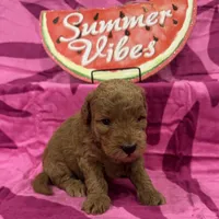 Iris, a female Miniature Goldendoodle for sale in Hurst, TX – 2 of 4