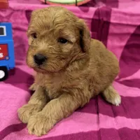Daisy, a female Miniature Goldendoodle for sale in Hurst, TX – 4 of 4